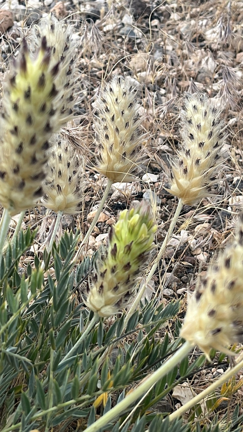 Astragalus lagopoides