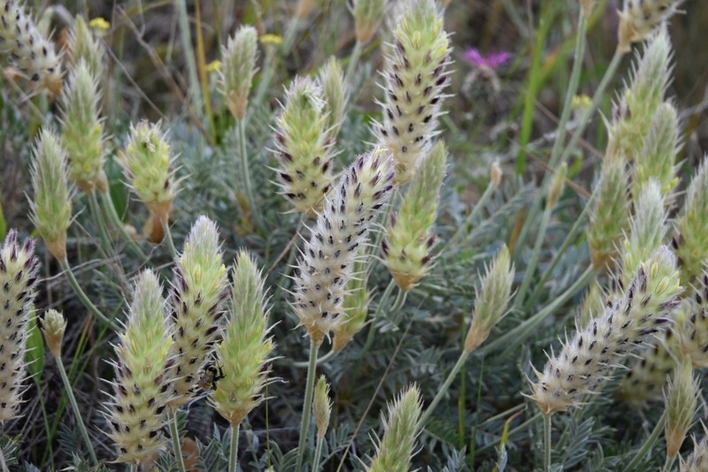Astragalus lagopoides photo 2