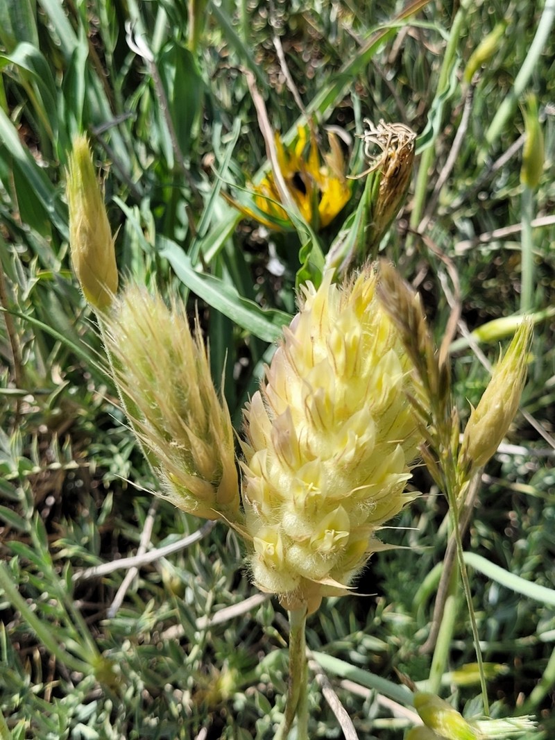 Astragalus lagopoides photo 3