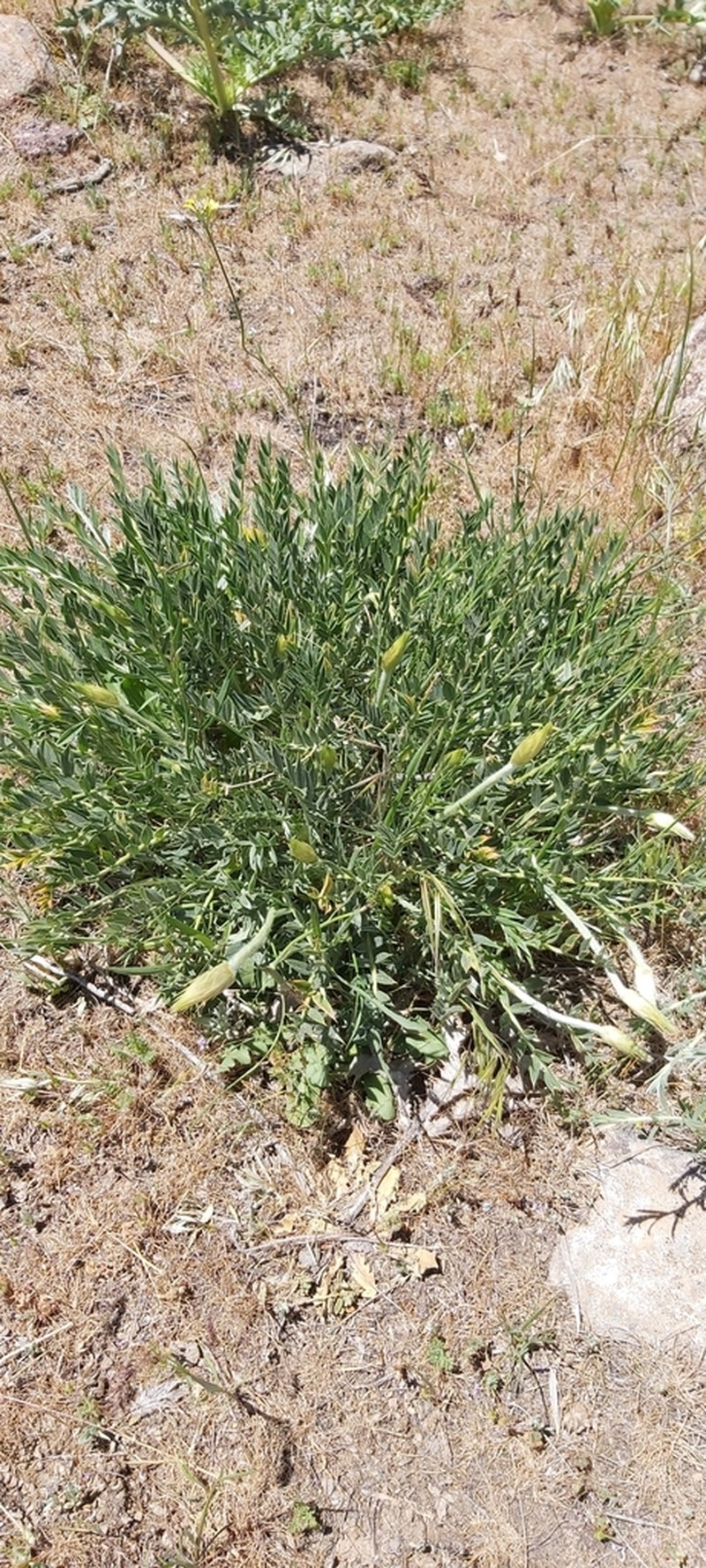 Astragalus lagopoides photo 4
