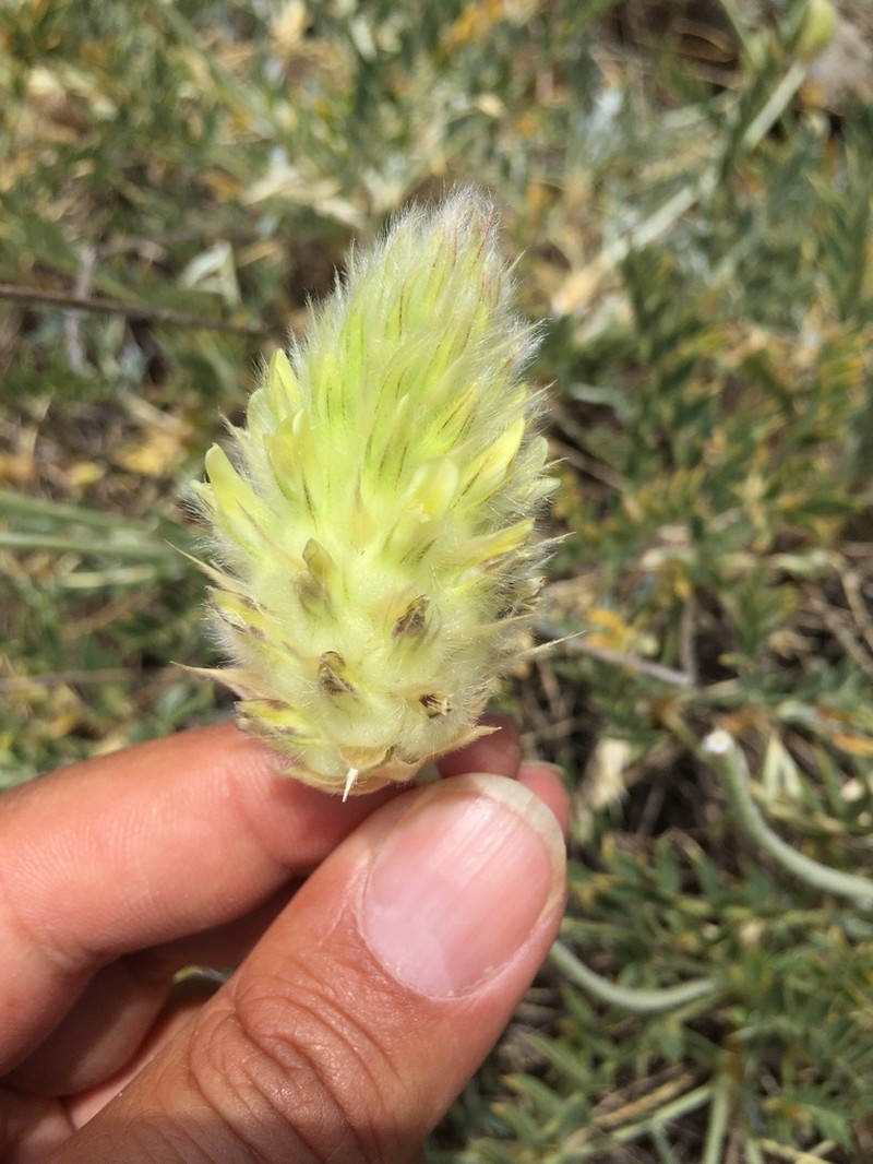 Astragalus lagopoides photo 5