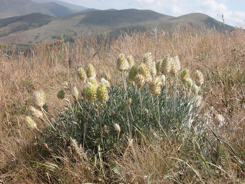 Astragalus lagopoides photo 6