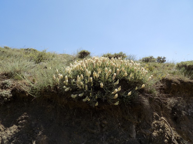 Astragalus lagopoides photo 7