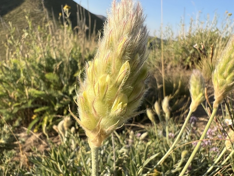 Astragalus lagopoides photo 8