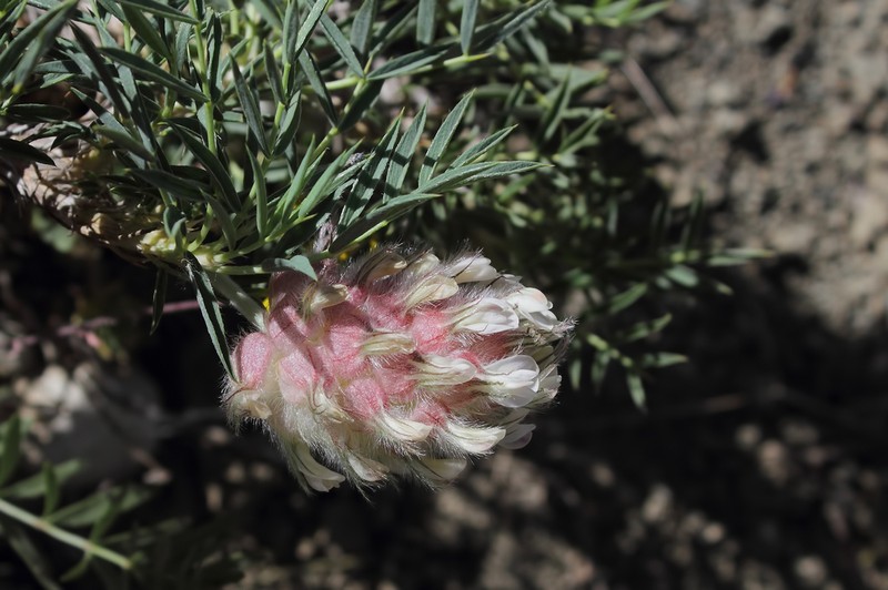 Astragalus laguriformis