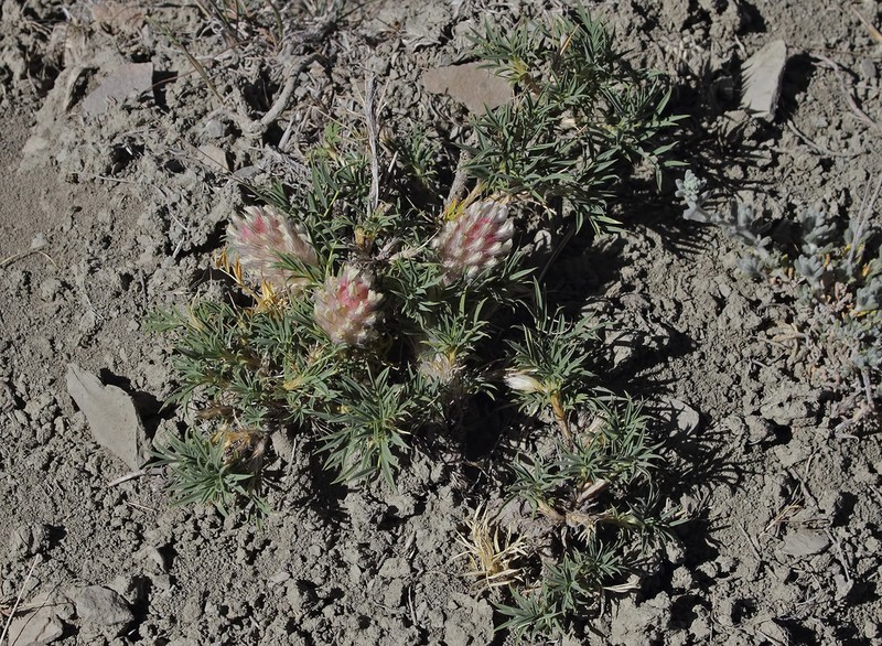 Astragalus laguriformis photo 2