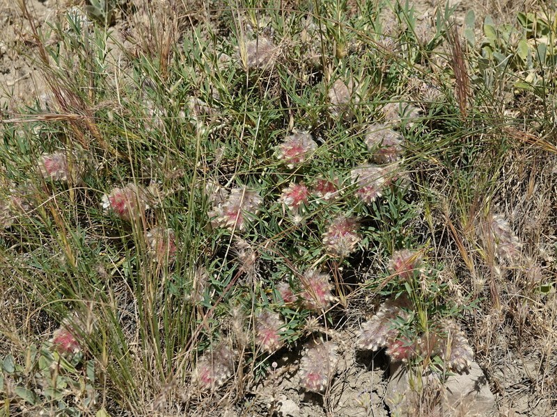 Astragalus laguriformis photo 3