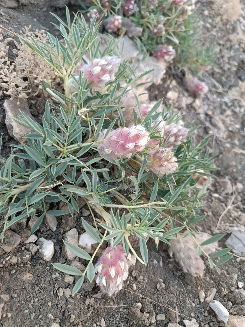 Astragalus laguriformis photo 4