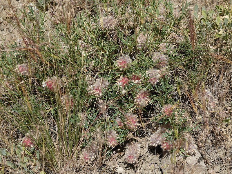 Astragalus laguriformis photo 5