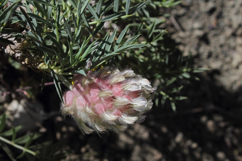 Astragalus laguriformis photo 6