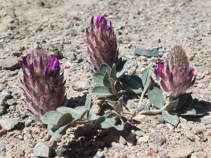 Astragalus laguroides