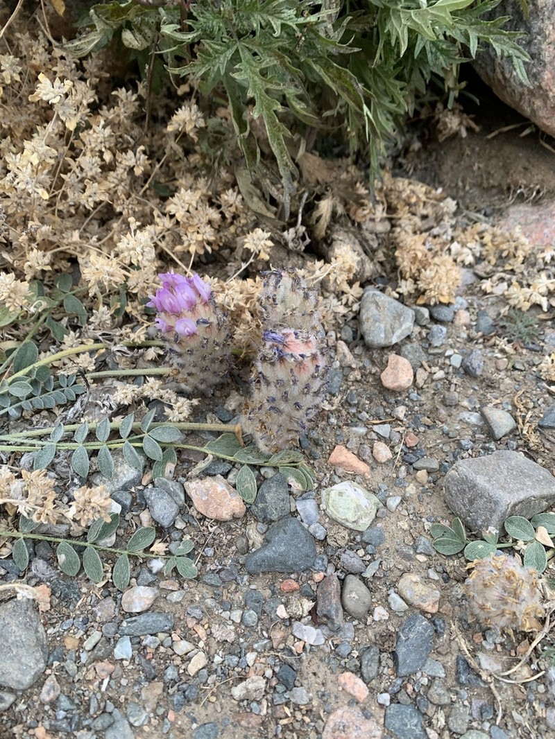 Astragalus laguroides photo 2