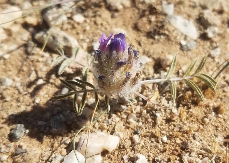 Astragalus laguroides photo 3