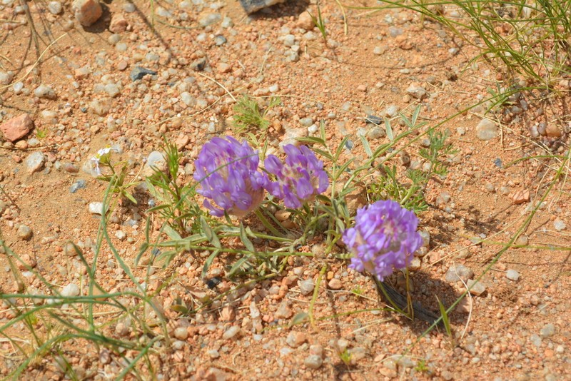 Astragalus laguroides photo 4