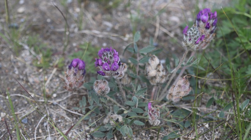 Astragalus laguroides photo 5
