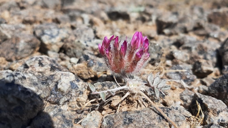 Astragalus laguroides photo 6