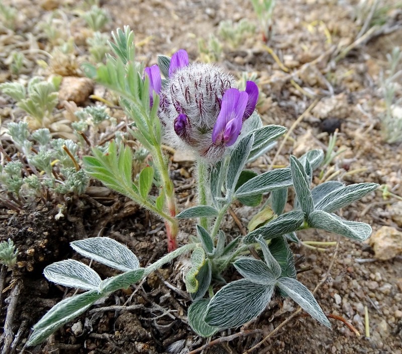 Astragalus laguroides photo 7