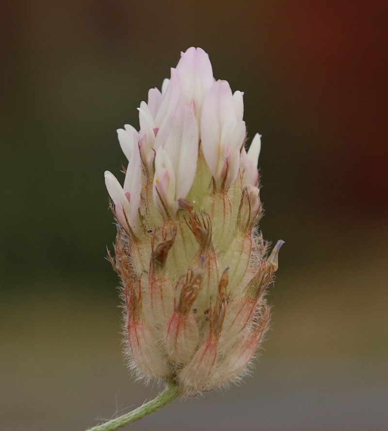 Astragalus laguroides photo 8