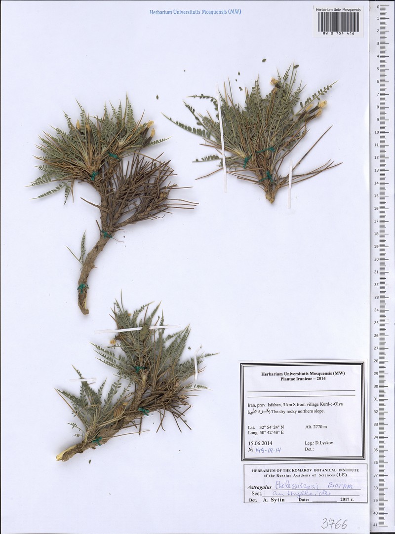 Astragalus lalesarensis