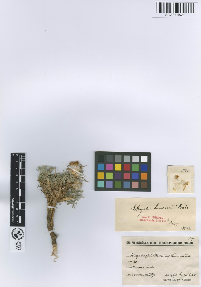 Astragalus lamarckii