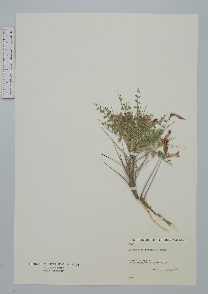 Astragalus lamondiae