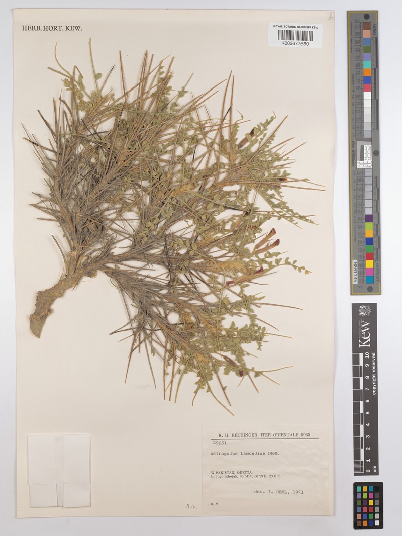 Astragalus lamondiae photo 2