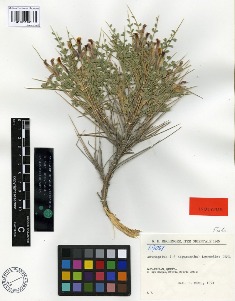 Astragalus lamondiae photo 3
