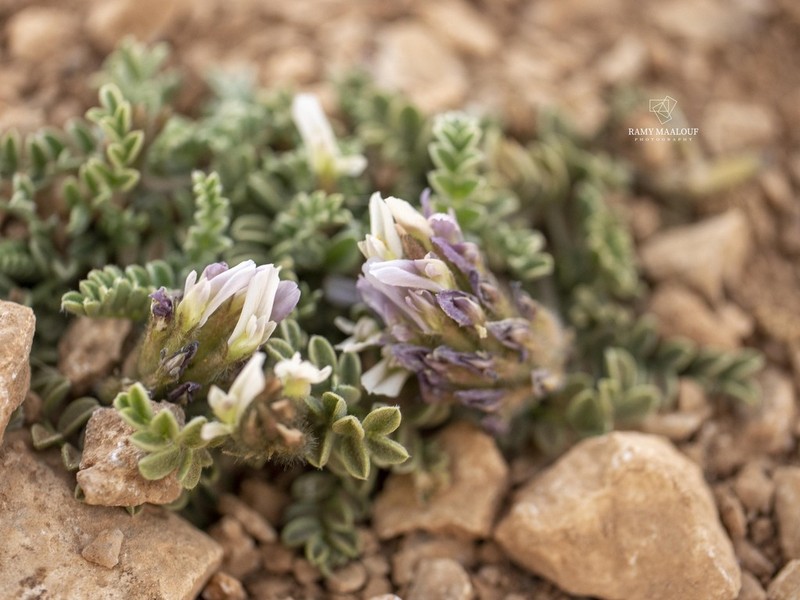 Astragalus lanatus