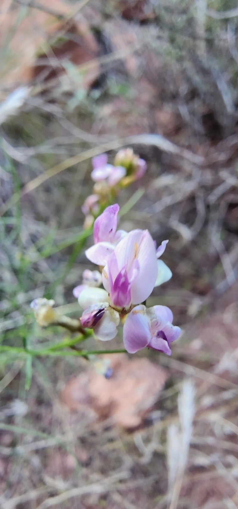 Astragalus lancearius photo 4