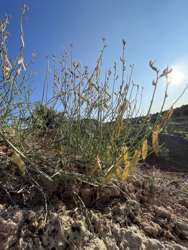 Astragalus lancearius photo 5