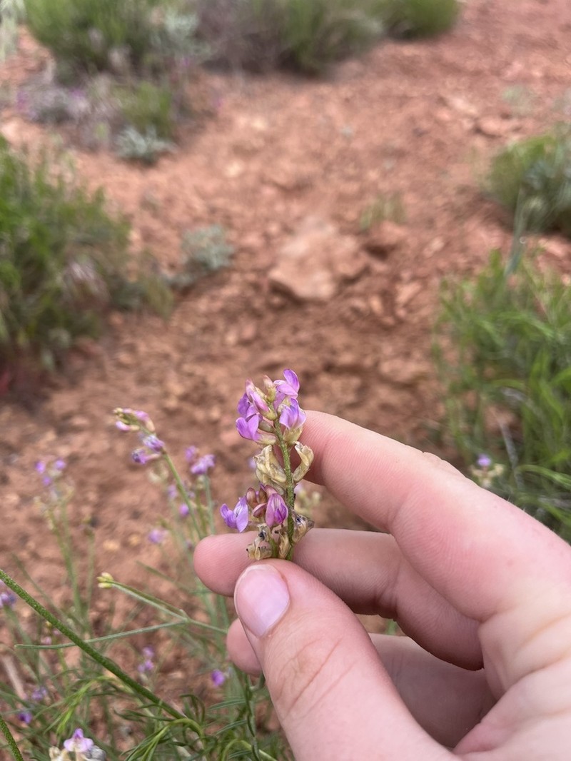 Astragalus lancearius photo 6