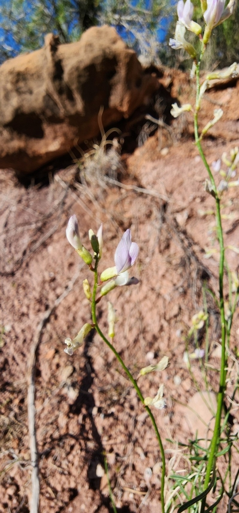 Astragalus lancearius photo 7