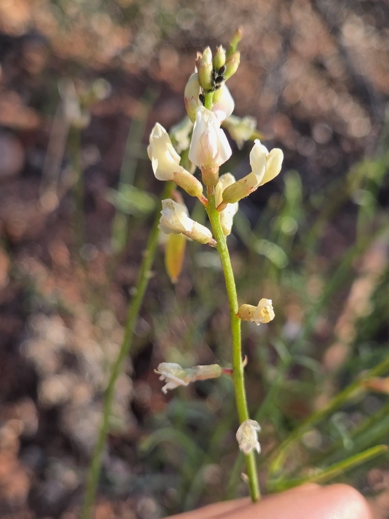 Astragalus lancearius photo 8