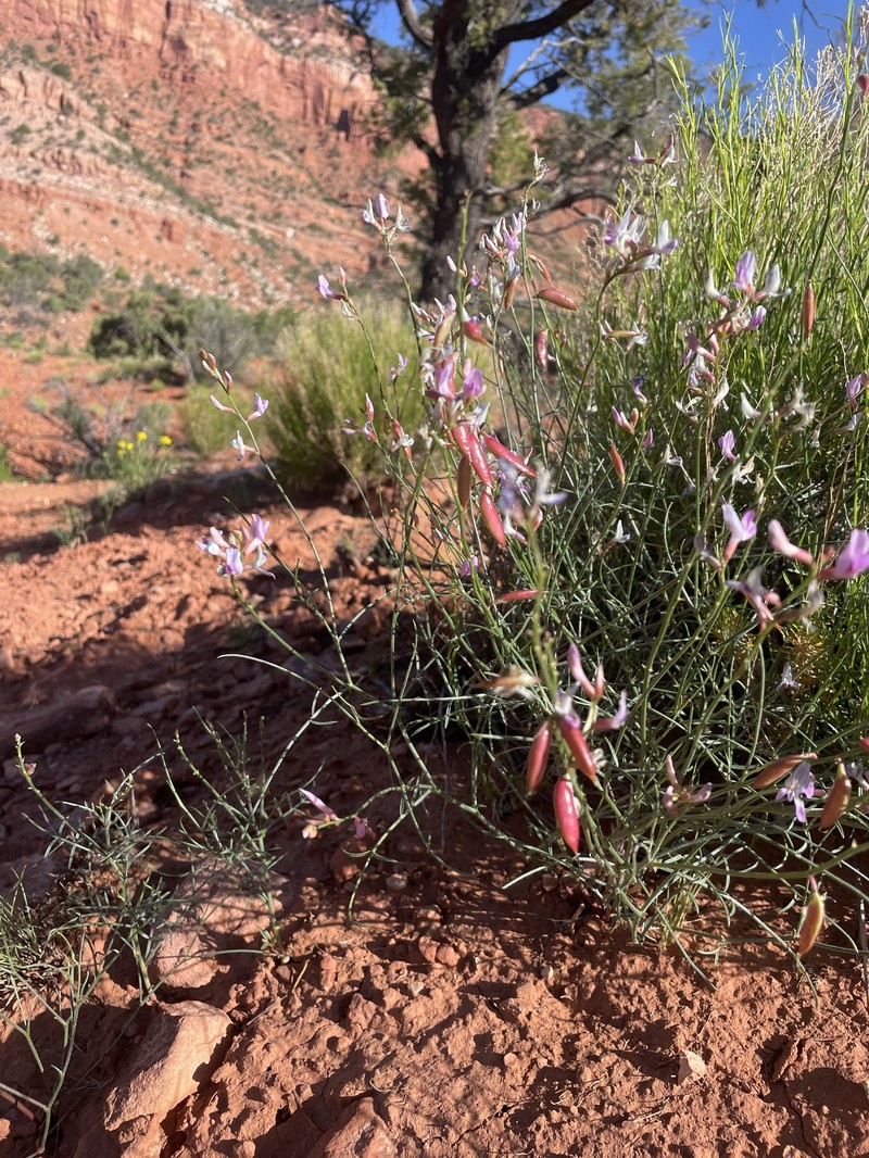 Astragalus lancearius photo 3
