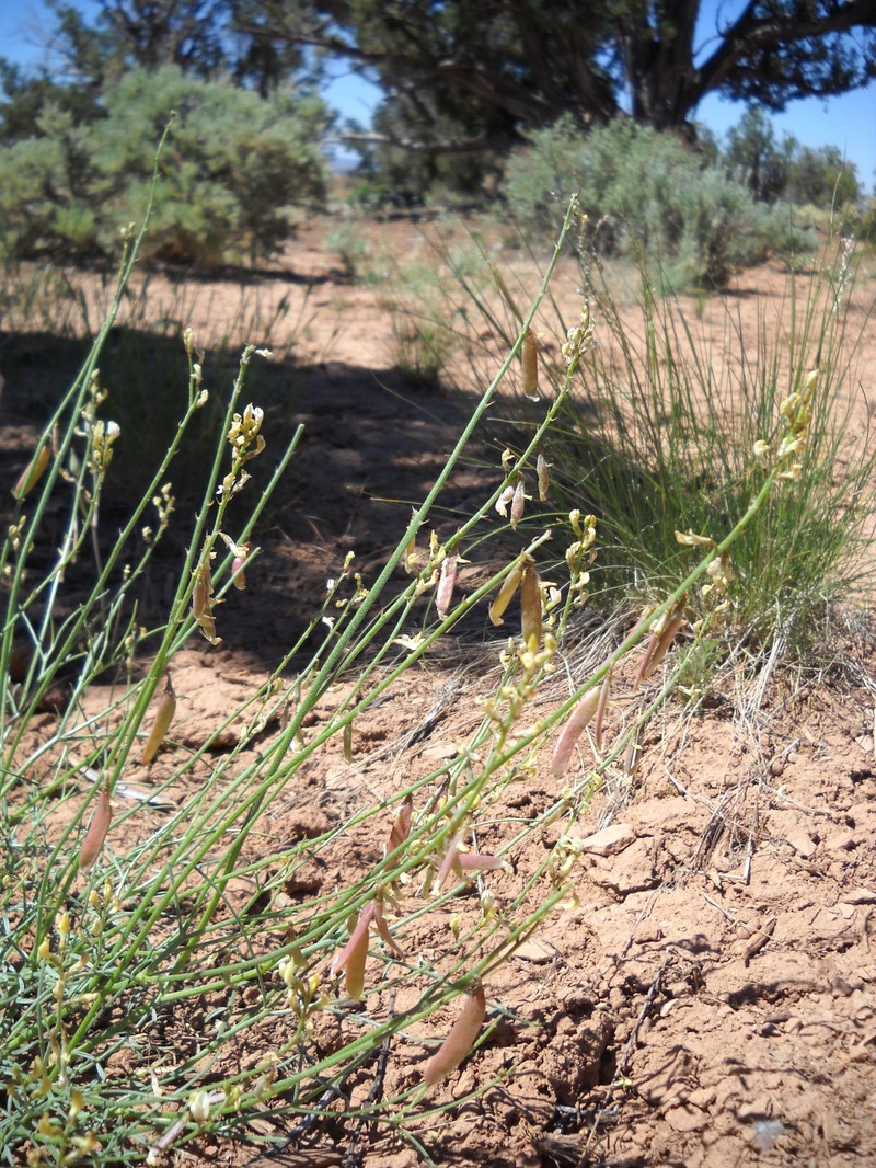 Astragalus lancearius photo 4
