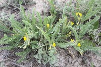 Astragalus larvatus