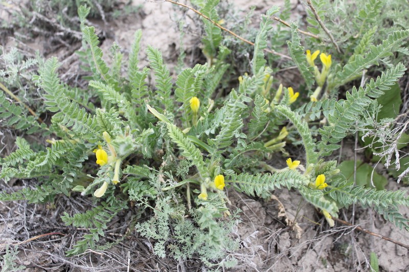 Astragalus larvatus
