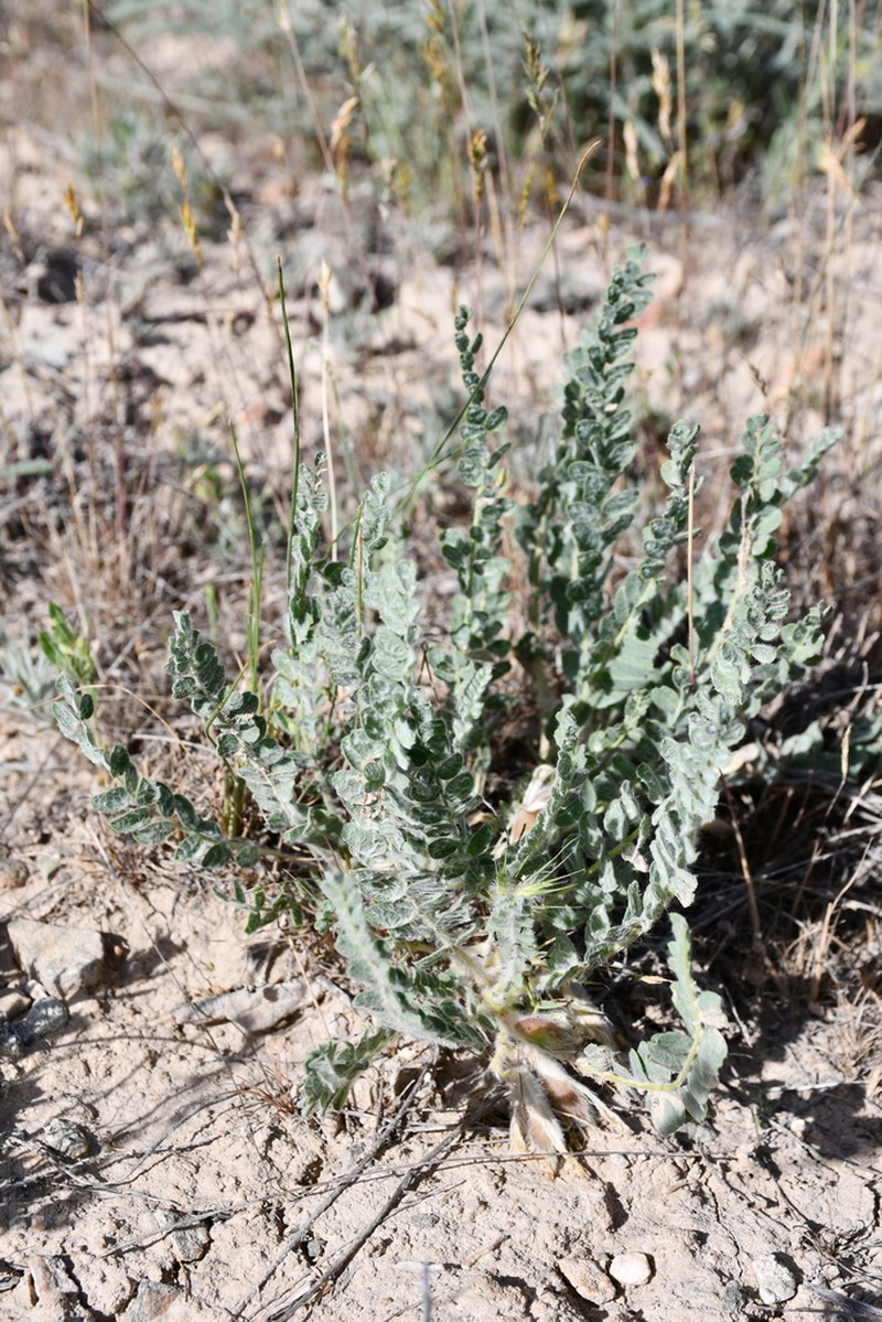 Astragalus larvatus photo 2
