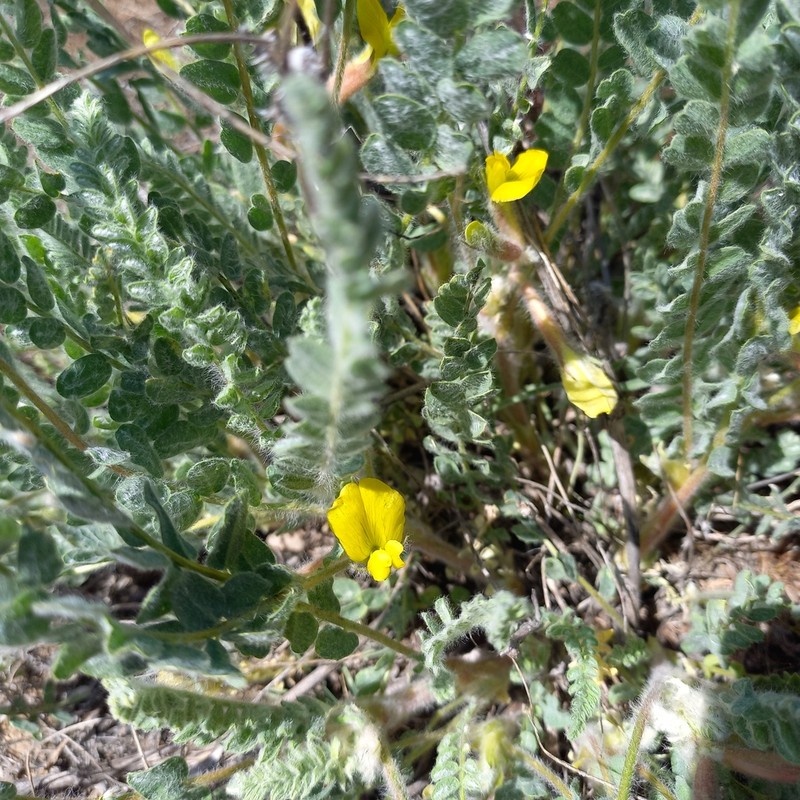 Astragalus larvatus photo 3
