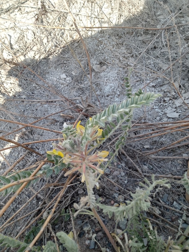 Astragalus larvatus photo 4