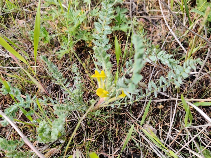 Astragalus larvatus photo 5