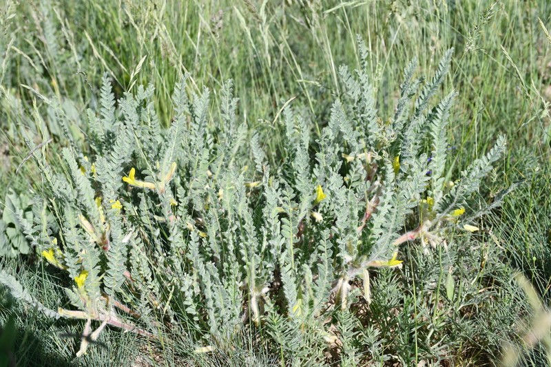 Astragalus larvatus photo 6