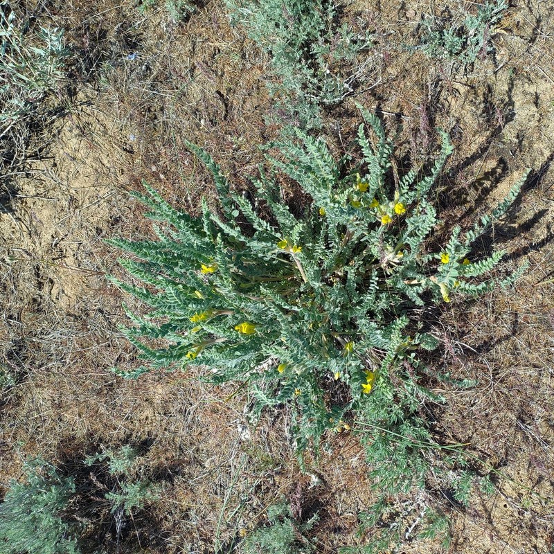 Astragalus larvatus photo 7