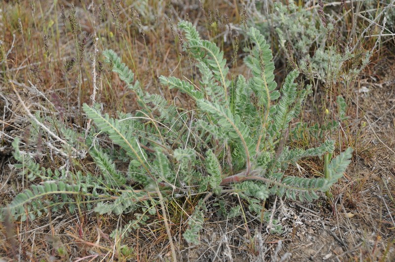 Astragalus larvatus photo 8