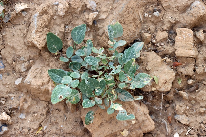 Astragalus lasiocalyx photo 2