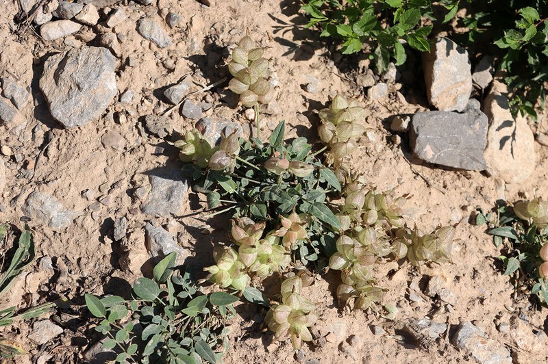 Astragalus lasiocalyx photo 3
