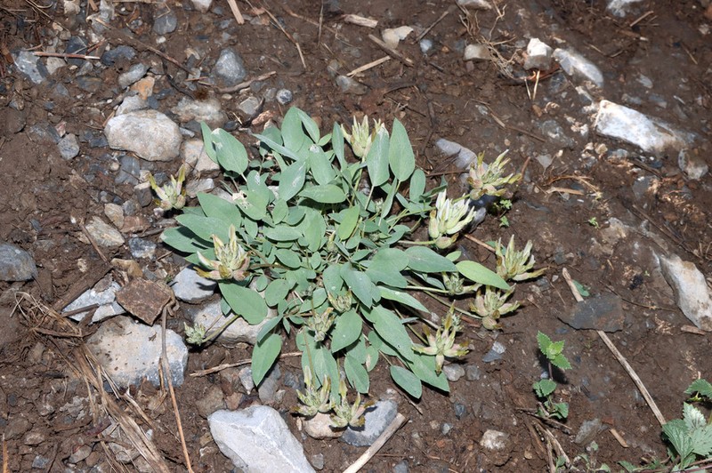 Astragalus lasiocalyx photo 4