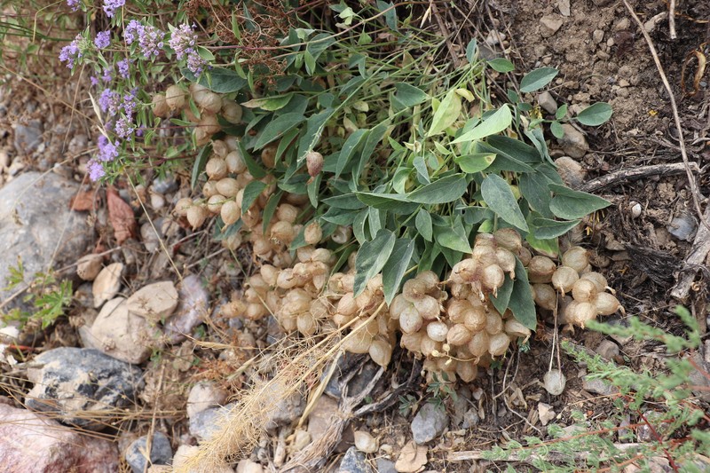 Astragalus lasiocalyx photo 5