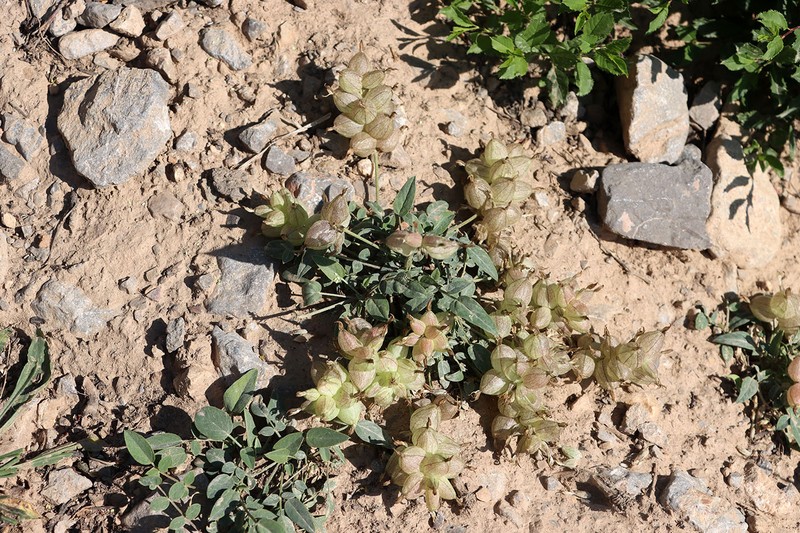 Astragalus lasiocalyx photo 6