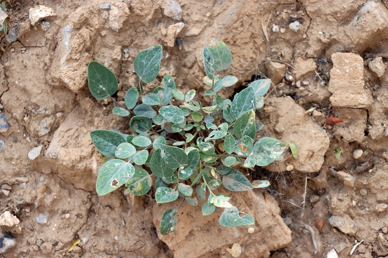 Astragalus lasiocalyx photo 7